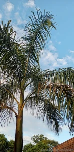 Hermoso d a en paraguay