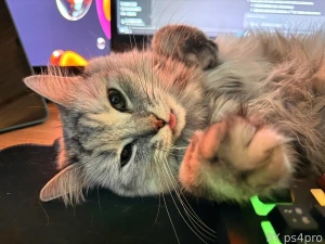 Hairy pussy part 51