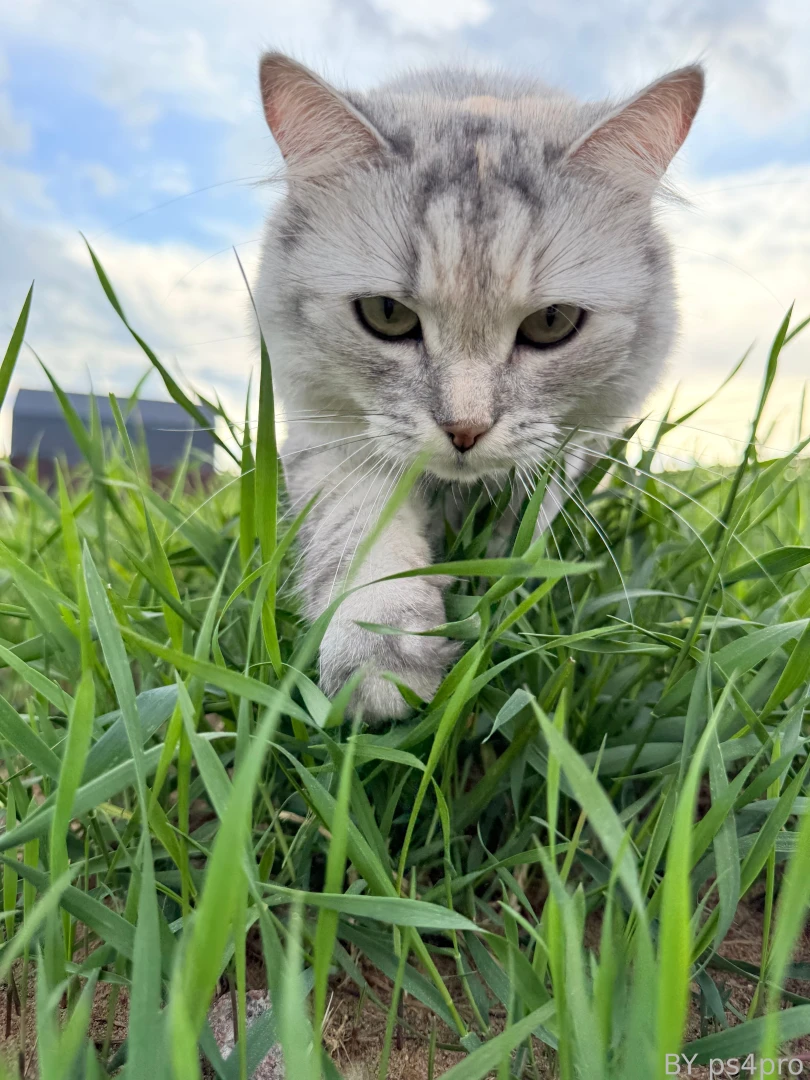 Guys this is fucked up my cat eva has been stolen i m doing a search 