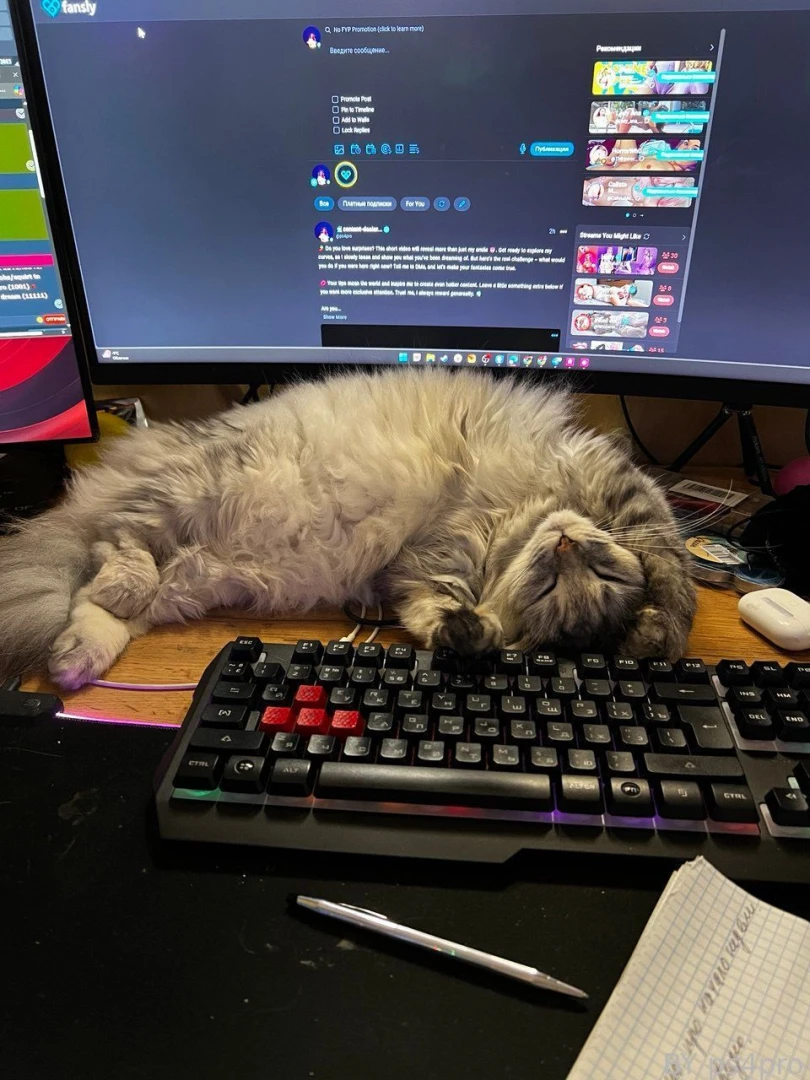 Meet eva my muse assistant and keyboard blocker she s always here when 