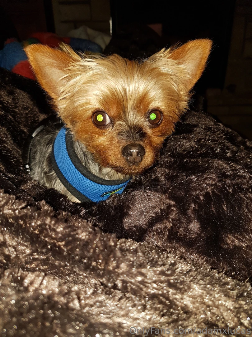 Teddy dog you will always be my best friend we will always be together part 7 