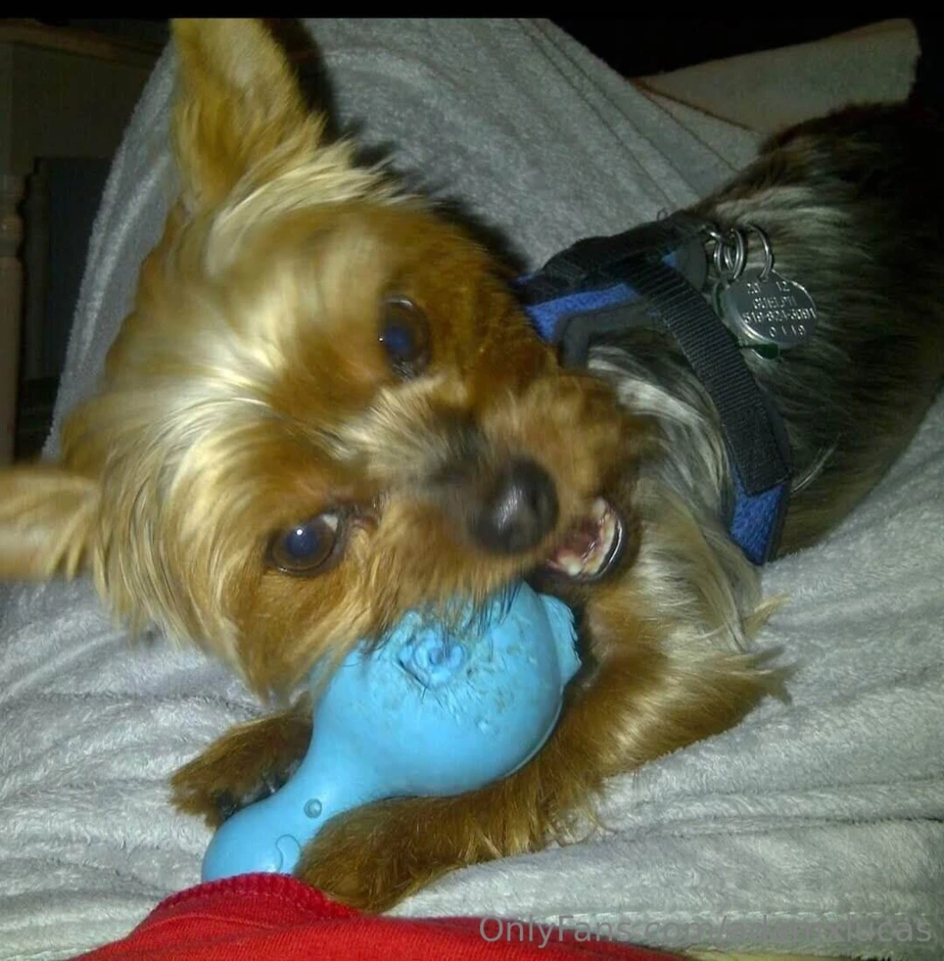 Teddy dog you will always be my best friend we will always be together part 15 