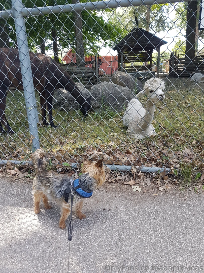 Teddy dog you will always be my best friend we will always be together part 6 