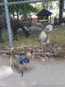 Teddy dog you will always be my best friend we will always be together part 6