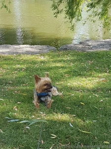 Teddy dog you will always be my best friend we will always be together part 2