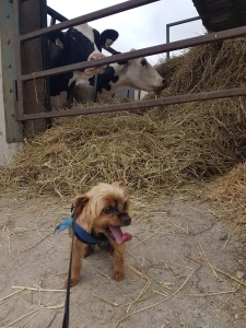 Teddy dog you will always be my best friend we will always be together part 35