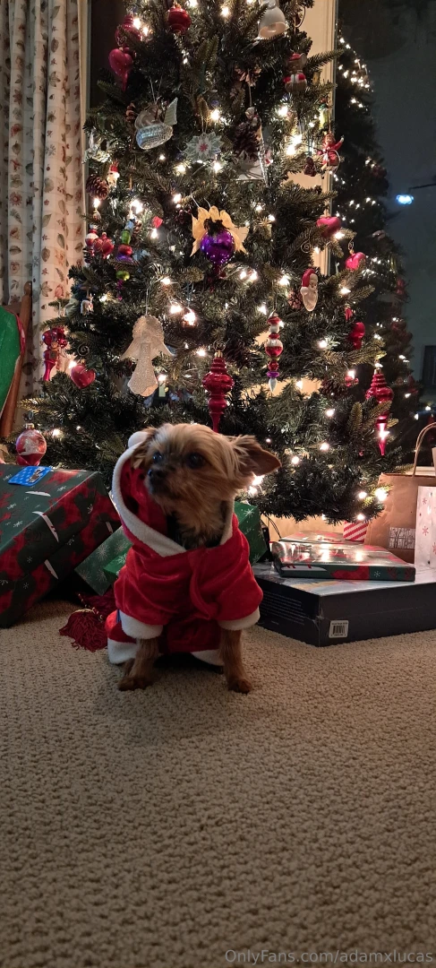 Teddy dog you will always be my best friend we will always be together part 22 