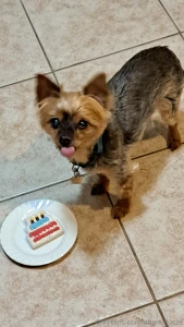 Teddy dog you will always be my best friend we will always be together part 34