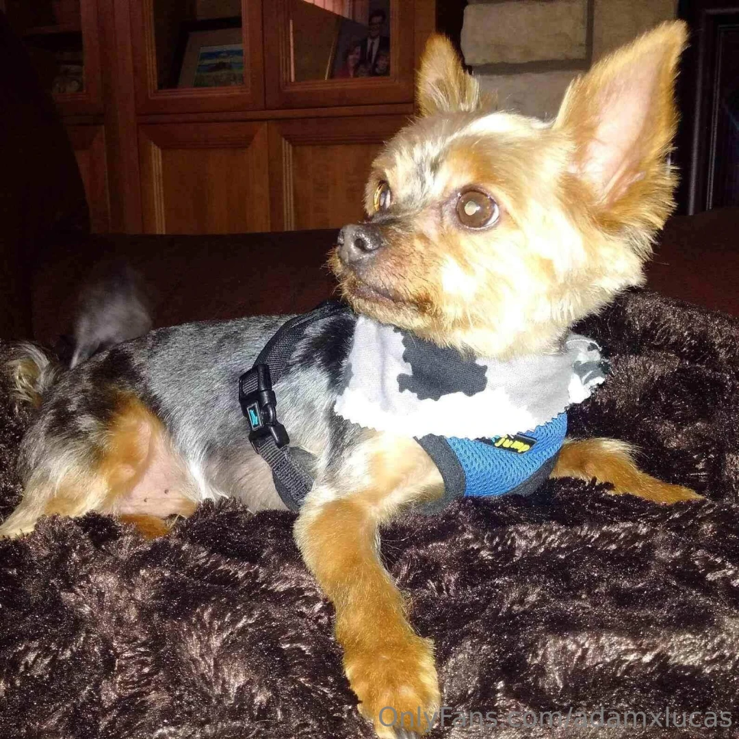 Teddy dog you will always be my best friend we will always be together part 30 