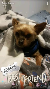 Teddy dog you will always be my best friend we will always be together part 4