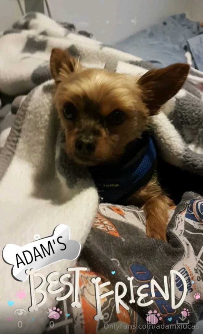 Teddy dog you will always be my best friend we will always be together part 20 