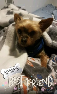 Teddy dog you will always be my best friend we will always be together part 20