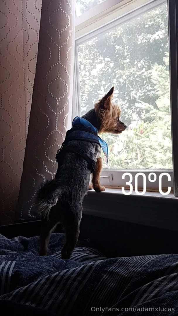 Teddy dog you will always be my best friend we will always be together part 24 