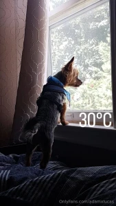 Teddy dog you will always be my best friend we will always be together part 24