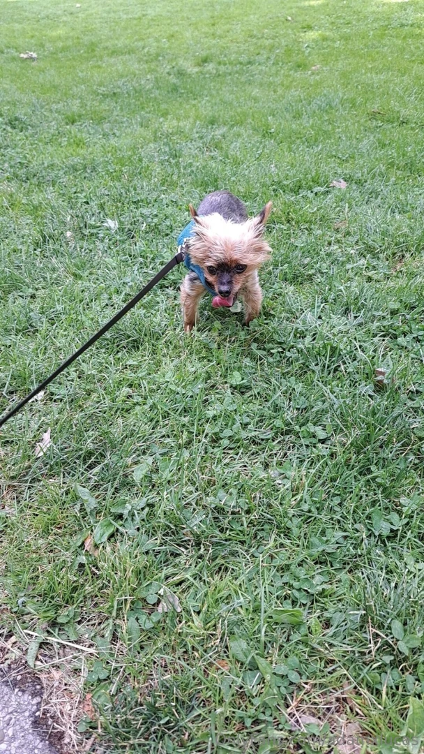 Teddy dog you will always be my best friend we will always be together part 17 