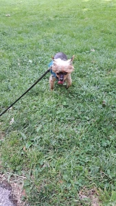 Teddy dog you will always be my best friend we will always be together part 17