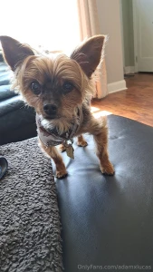 Teddy dog you will always be my best friend we will always be together part 33