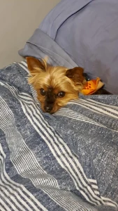 Teddy dog you will always be my best friend we will always be together part 18