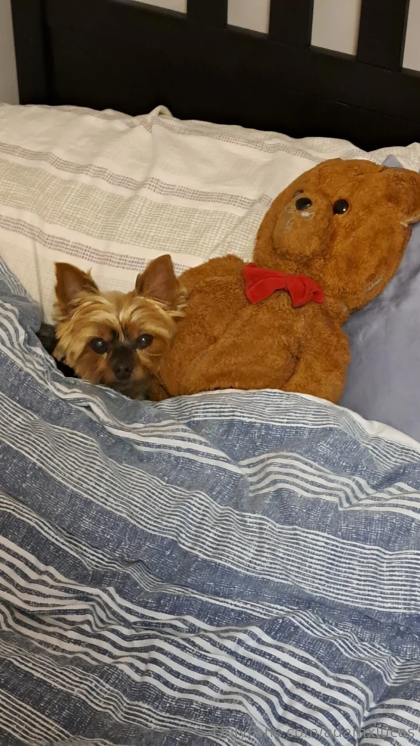 Teddy dog you will always be my best friend we will always be together part 28 