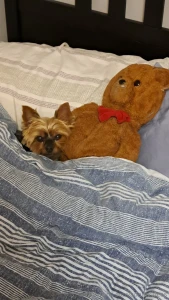 Teddy dog you will always be my best friend we will always be together part 28