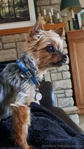 Teddy dog you will always be my best friend we will always be together part 9