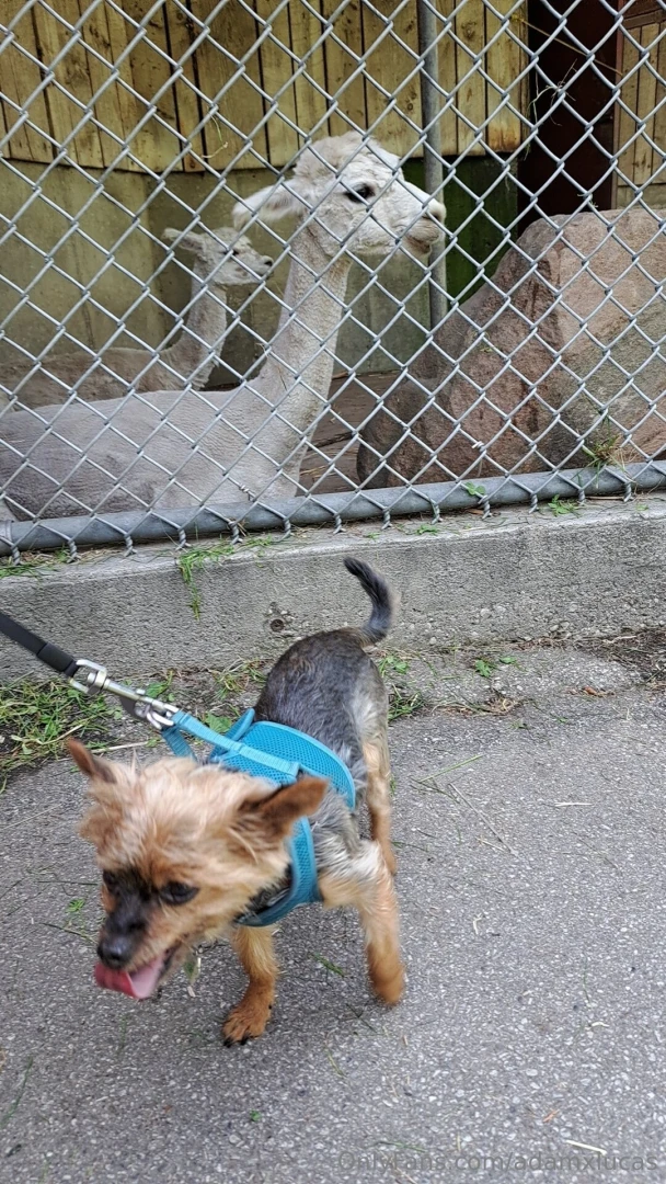 Teddy dog you will always be my best friend we will always be together part 13 