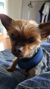 Teddy dog you will always be my best friend we will always be together part 21