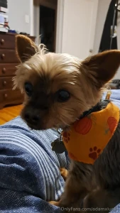 Teddy dog you will always be my best friend we will always be together part 3