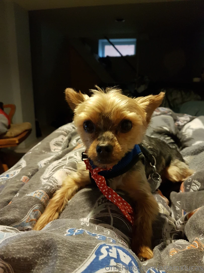 Teddy dog you will always be my best friend we will always be together part 16 