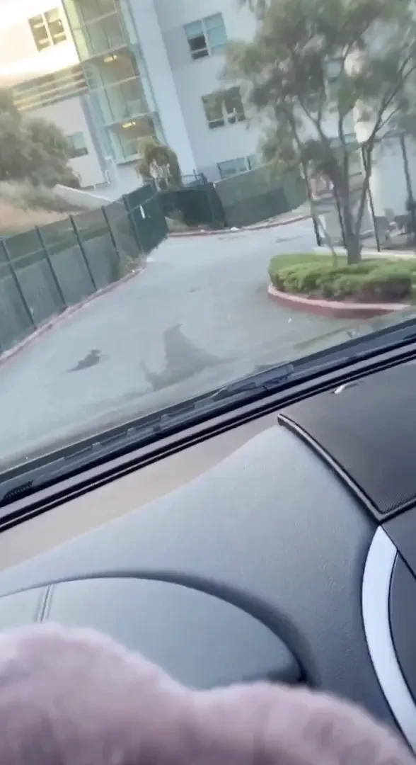 You think i can go outside wearing only lingerie if you still didn t 