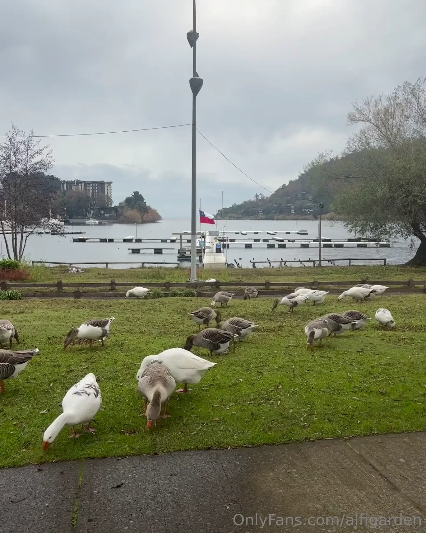 A town called pucon ducks eating asmr an afternoon watching a volcan 