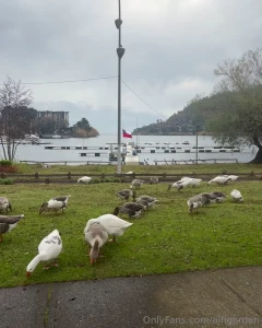A town called pucon ducks eating asmr an afternoon watching a volcan
