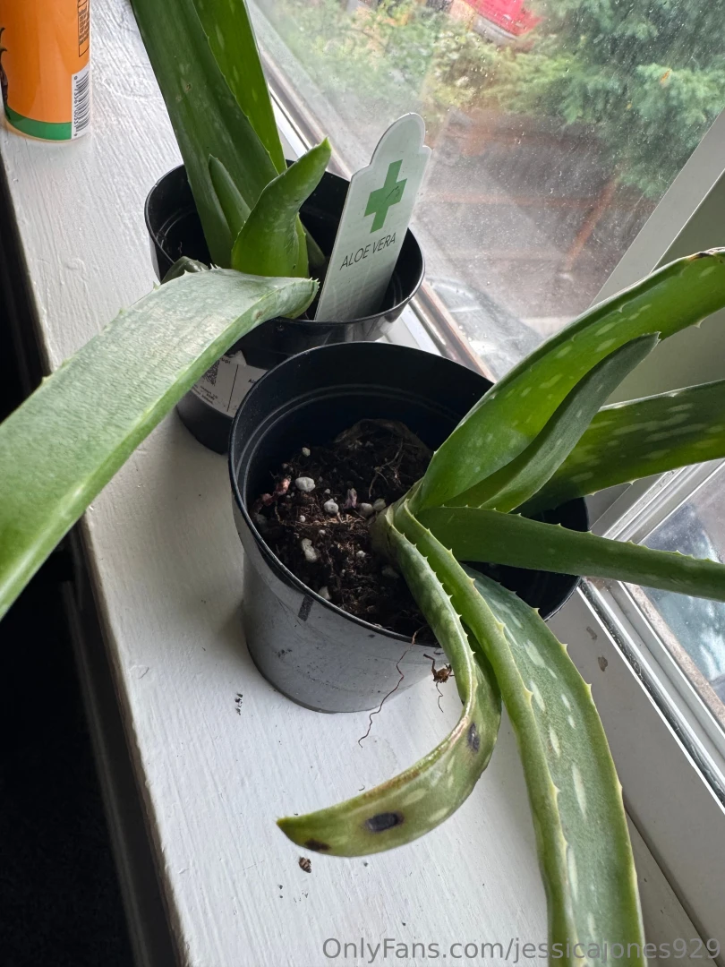 Some people buy aloe vera gel i like to just buy the whole plant 