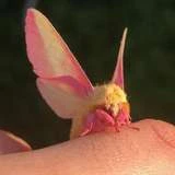 rosy-lepidoptera