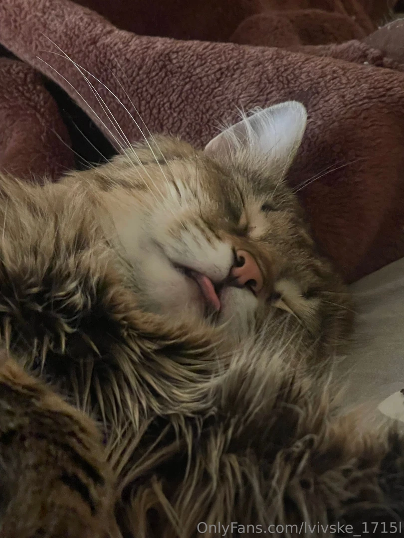 Here s a little bit of my cat to set the mood his name is zhadan part 2 