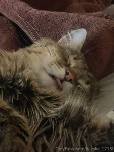 Here s a little bit of my cat to set the mood his name is zhadan part 2