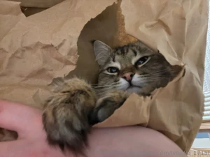 Here s a little bit of my cat to set the mood his name is zhadan