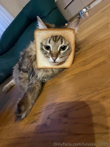 Here s a little bit of my cat to set the mood his name is zhadan part 1