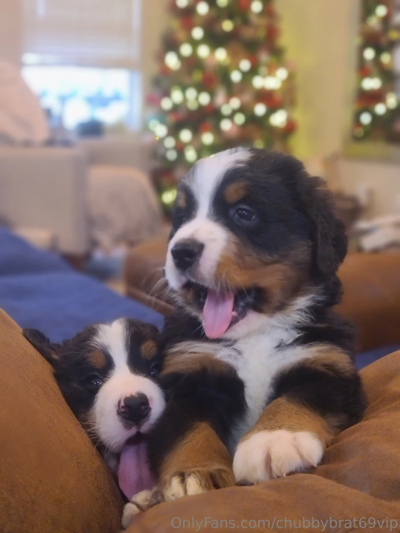 Chubbybrat69vip part 11 