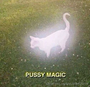 Two pussies hang out together scroll for the meme part 1