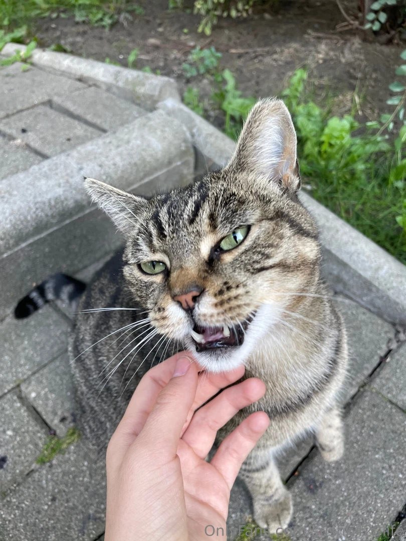 Two pussies hang out together scroll for the meme 