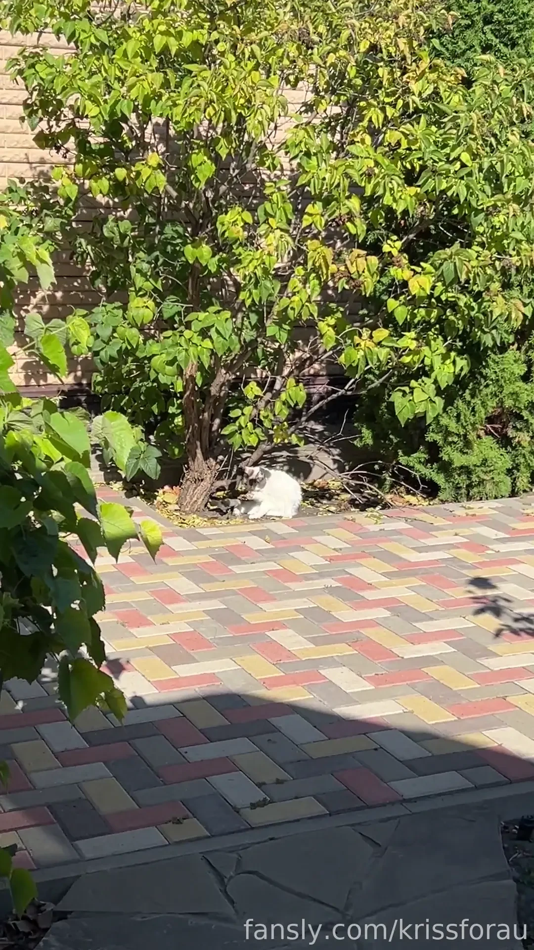 I took the cat out for a walk and i m standing in the gazebo and 