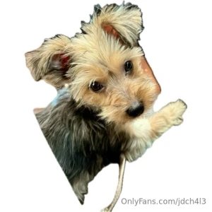 Armense la coperacha para que me compre otro perrito