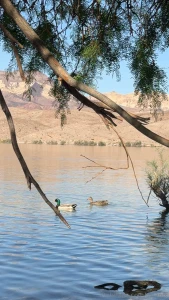 A fun day at the colorado river part 1