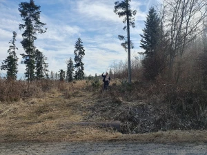 A walk in the forest