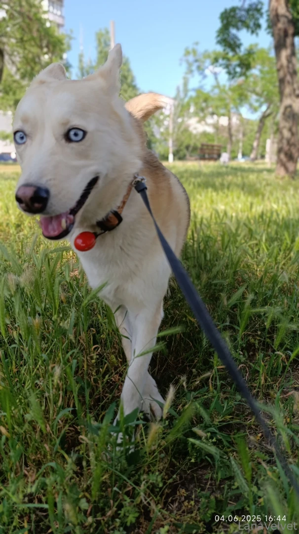 Lapka knows when i m out with this mood someone s bound to get brushed part 1 