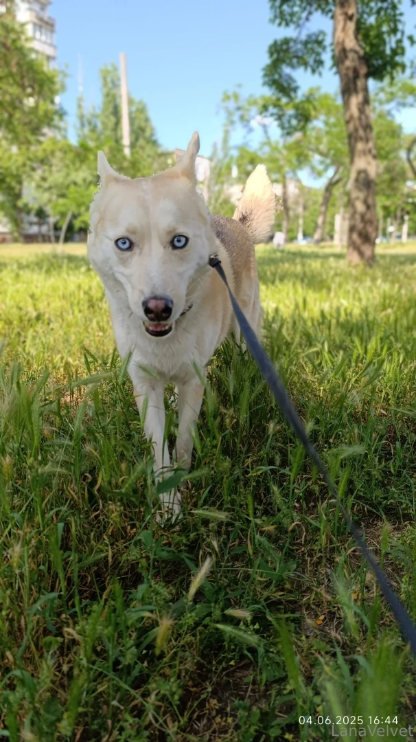 Lapka knows when i m out with this mood someone s bound to get brushed 