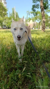 Lapka knows when i m out with this mood someone s bound to get brushed