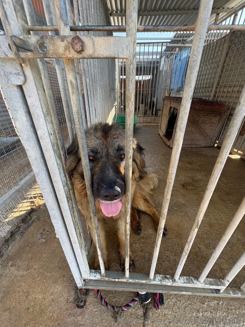 So on my holiday in greece i decided to help out at the local dog 