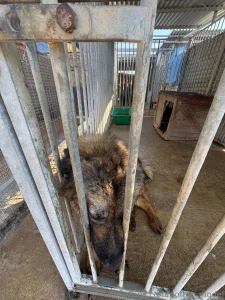 So on my holiday in greece i decided to help out at the local dog part 3